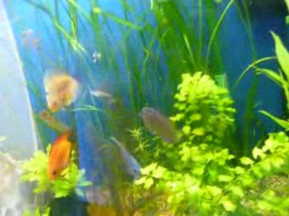 mes discus