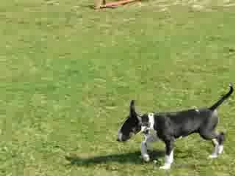 2009/09/05 (2) Ecole du Chiot