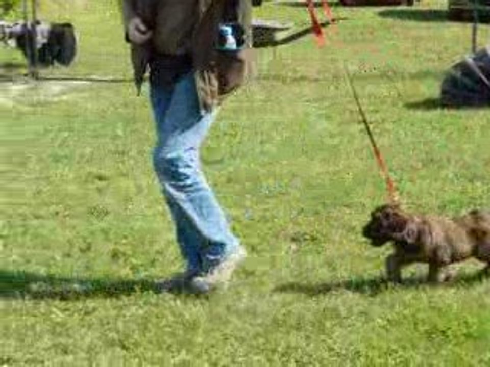 2009/09/05 (3) Ecole du Chiot