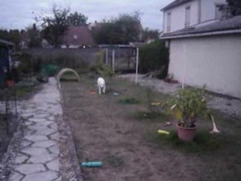 E Ptit loup du domaine des Fantôme blancs