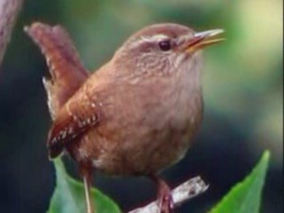 un mignon petit oiseau_2