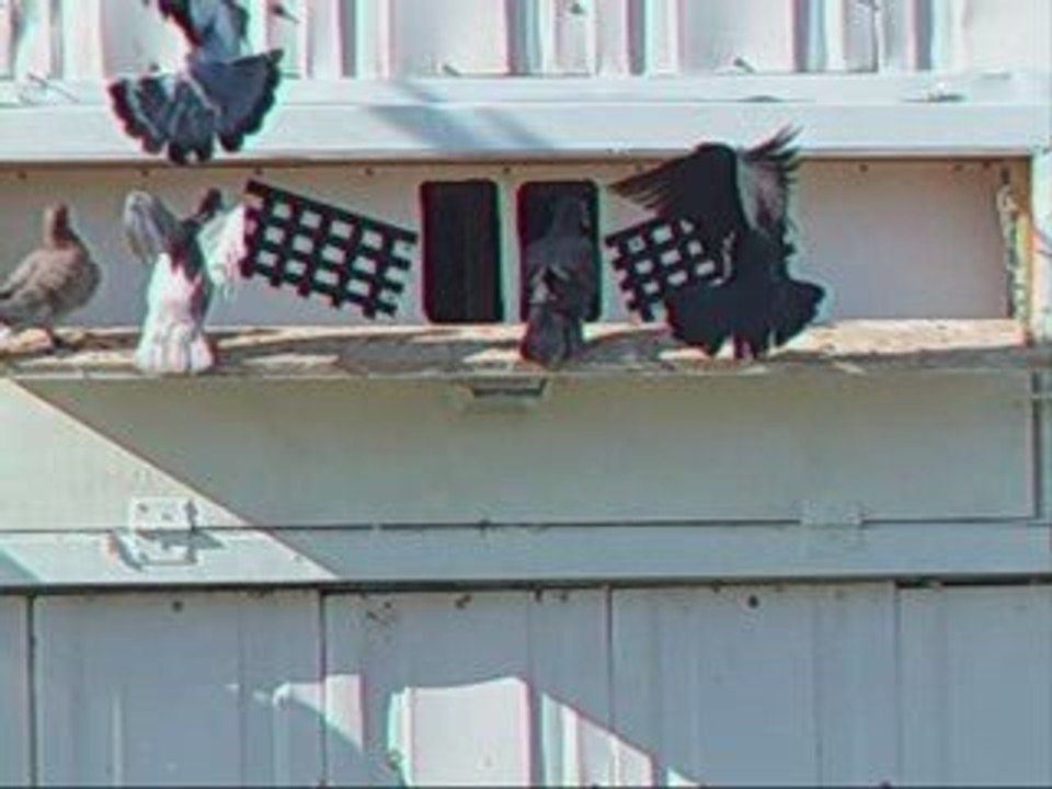 Pigeon Pal's Daily Racing Club 51 New Catalog