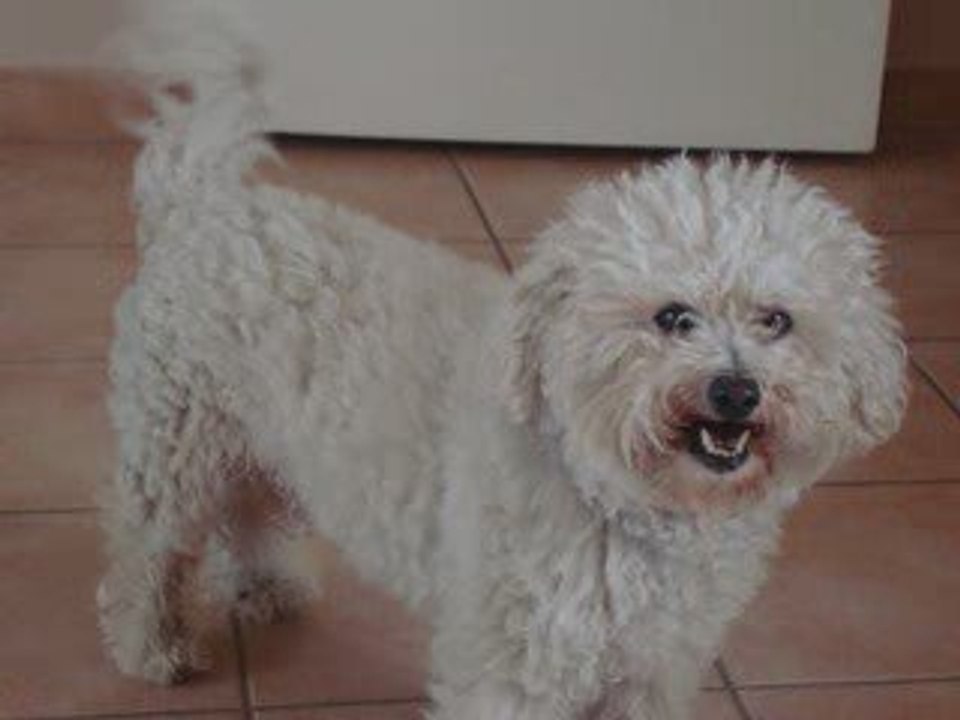 barbecue  en familles  aout 2009_0001