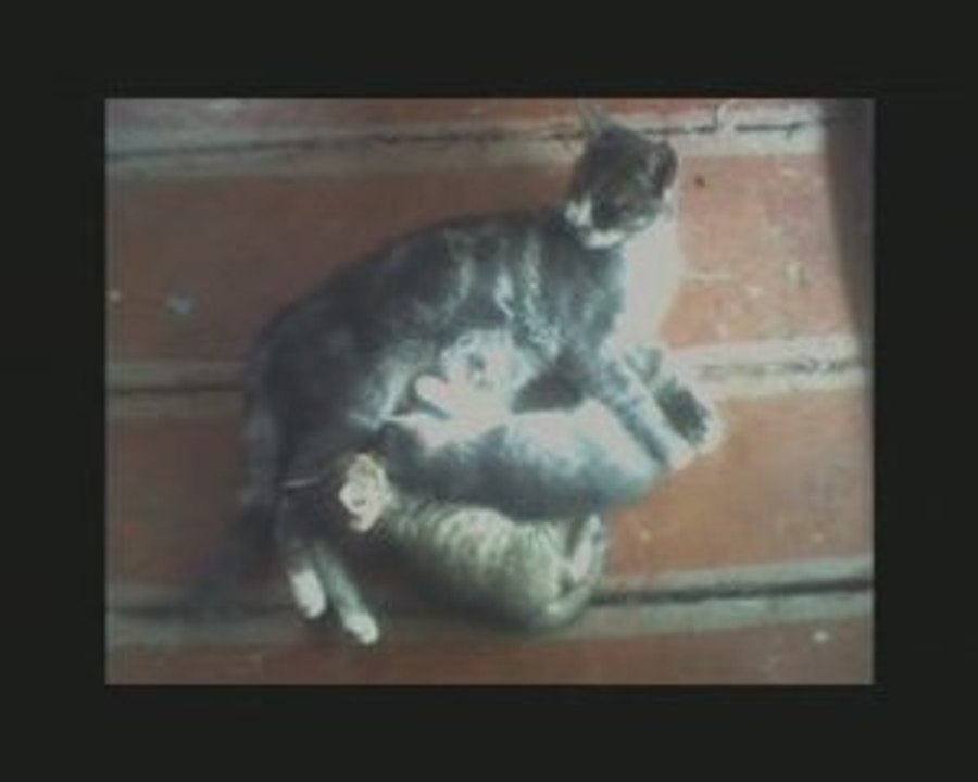 Кошкин дом