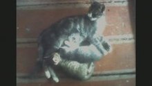 Кошкин дом
