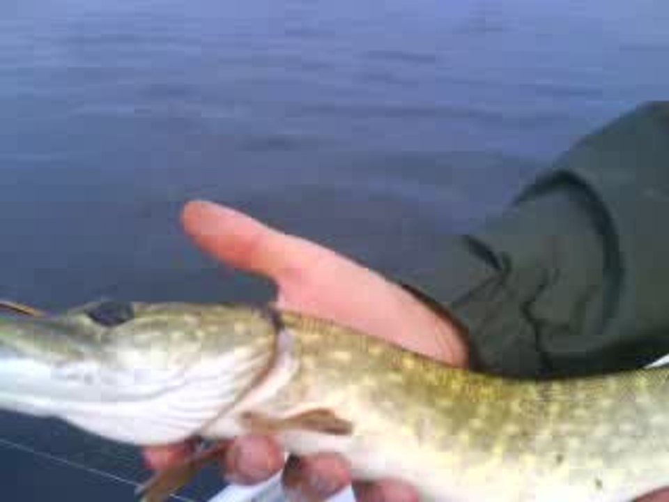 Catch & release