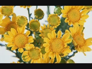 السيد الشيشيني وعاطف عبد العزيزعلي صوت العرب-الحلقة الاولي-3