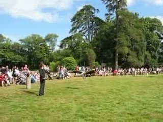 Zoo Branféré : vautour