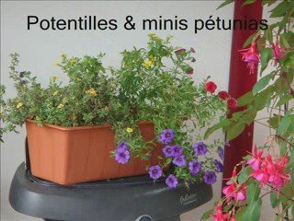 Balcon du mois d'août 2009