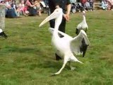 Zoo Branféré : pélican & cigognes