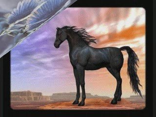 les chevaux sauvages