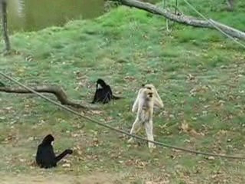 Zoo Branféré : singes