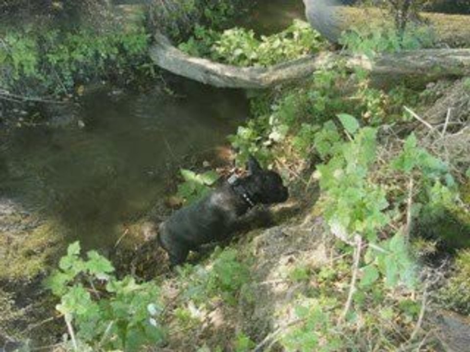 ramassage des mûres