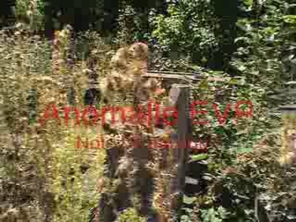 Rpérage au vieux cimetière partie 1/3