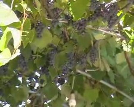 Samsun incesu Erenkent