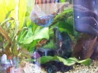 Discus