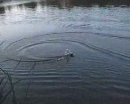 Surfeur RC home made 2eme essai à V.d'ascq