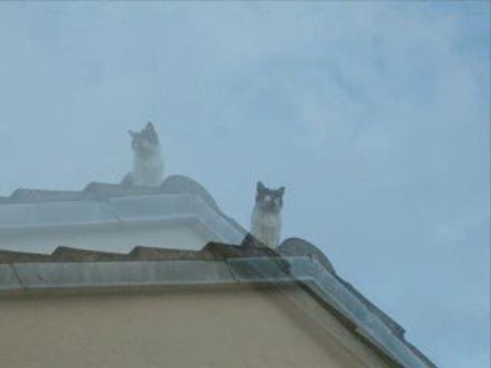 Sur le toit