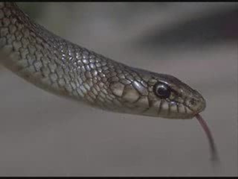 BIR YILANIN HZ MUHAMMED (SAV) ' E AÅKI