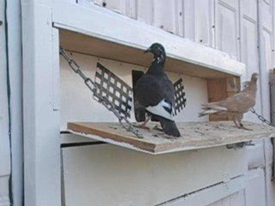 Pigeon Pal's Daily Racing Club 52 TheVoiceTakesADayOff