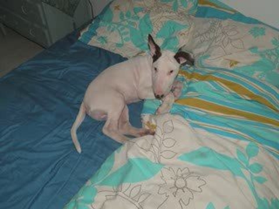 Elvis Le P'tit Bull Terrier....