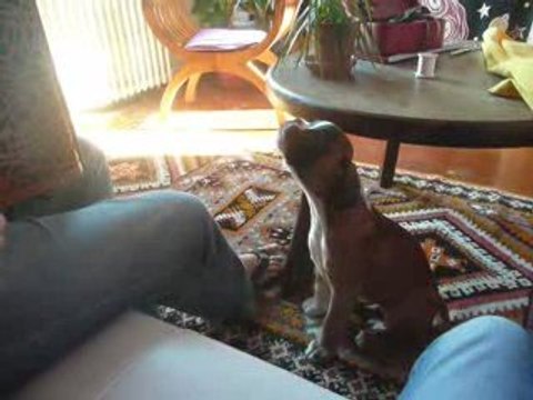 Eole chante... boxer de 10 semaines