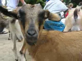 Zoo Branféré : chèvres