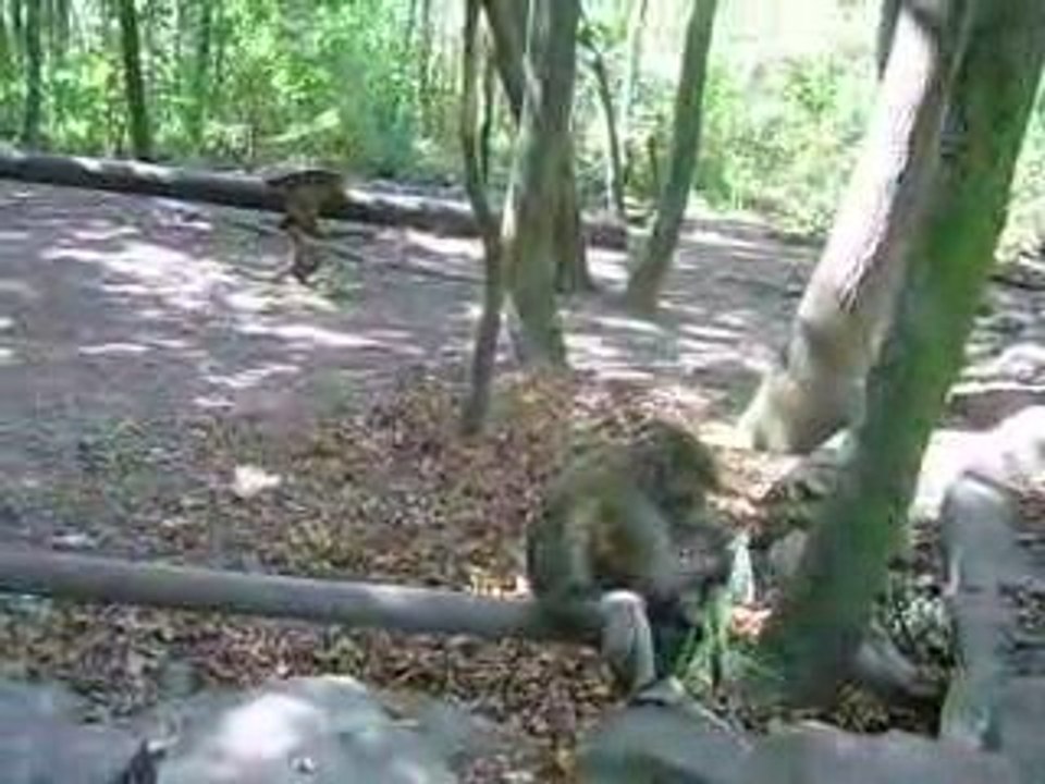 suite et fin montagne des singes!!