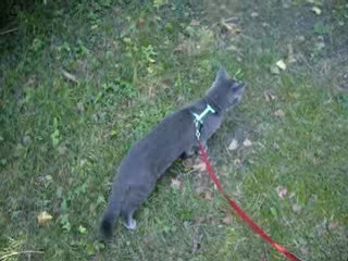 10ème vidéo de Sacha Coeur d'Velours