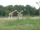 Zoo Branféré : girafes