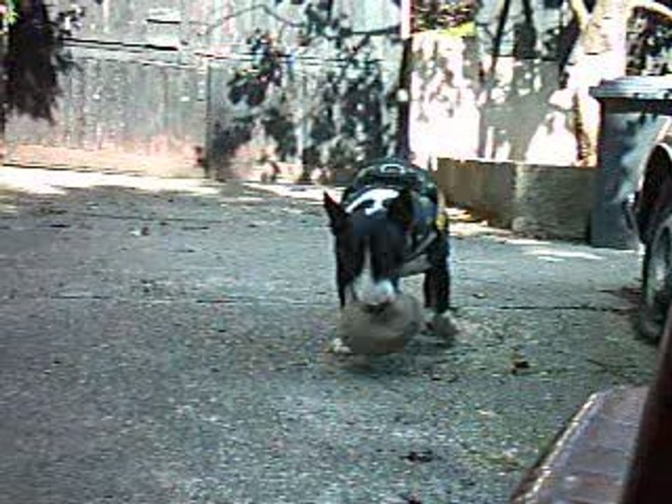** VARGAS ET SON HARNAIS "JULIUS K-9" **