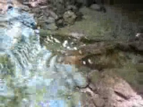 Gencay'dan kırmızı benekli alabalık iade (catch and release)