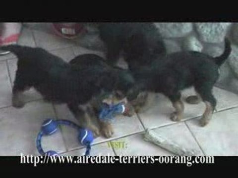 Airedale Terrier Puppies Playing Football -Oorang Airedales