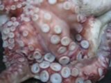 octopus vulgaris - dakhla