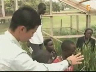 Ouganda: Le nouveau riz "Nerica" (New Rice for Africa)