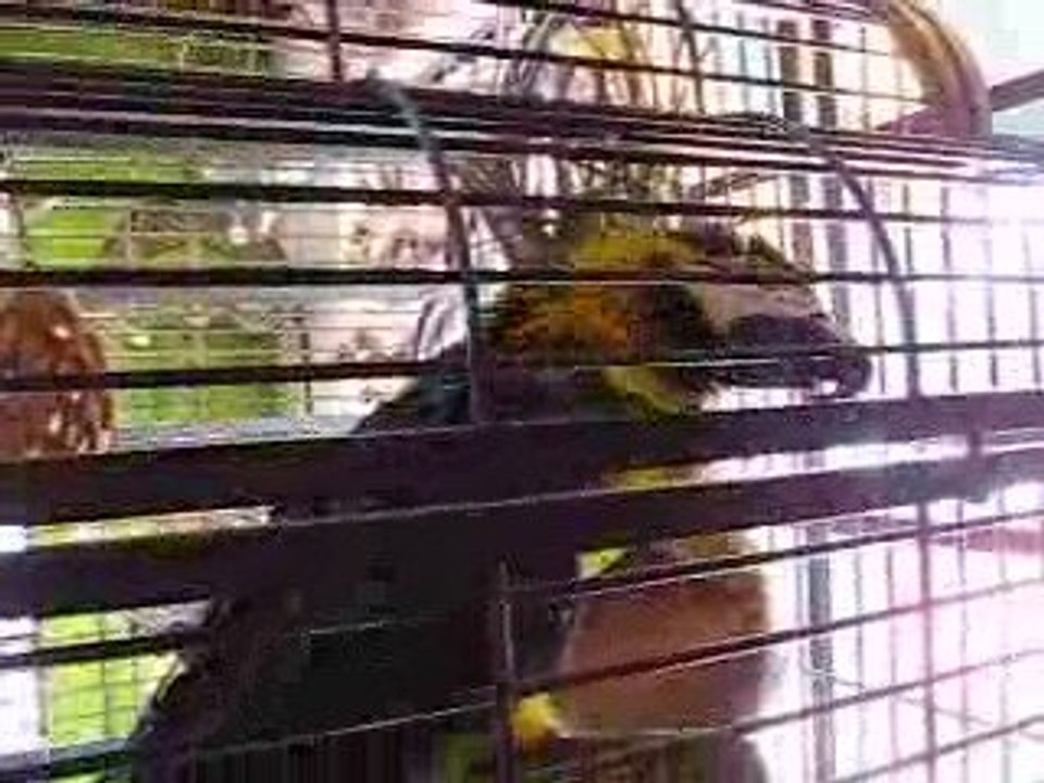 Old Town San Diego A parrot name pico in the gift shop