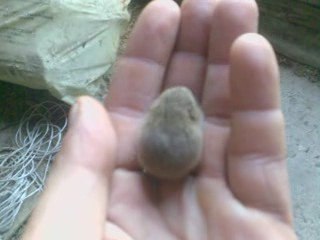 Mysza.taka sobie mała polna