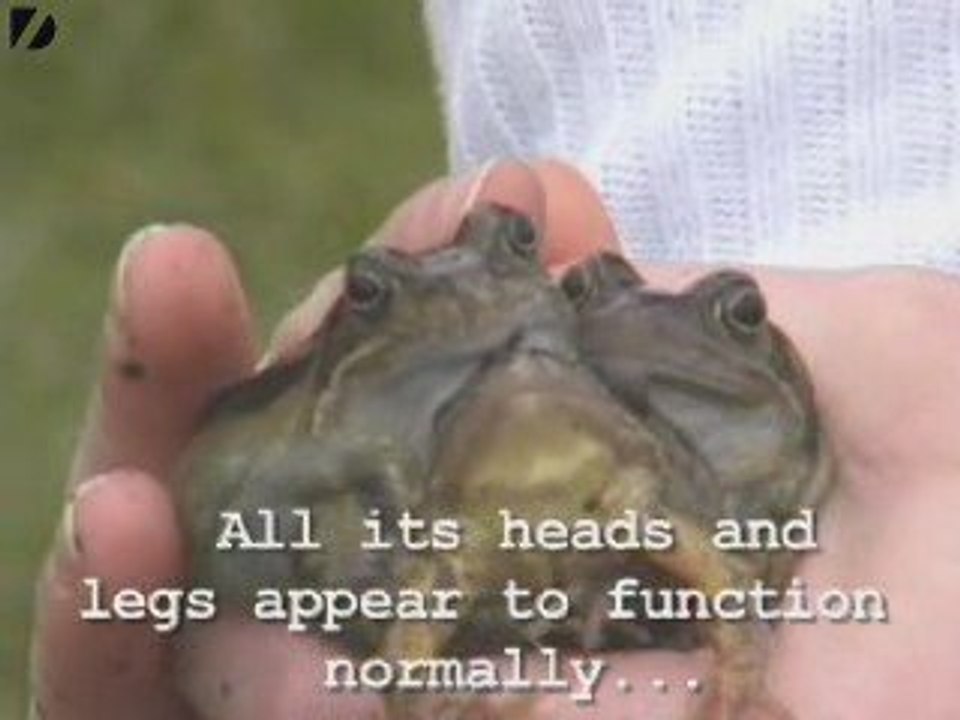 Three-headed frog discovered - video Dailymotion