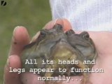 Three-headed frog discovered