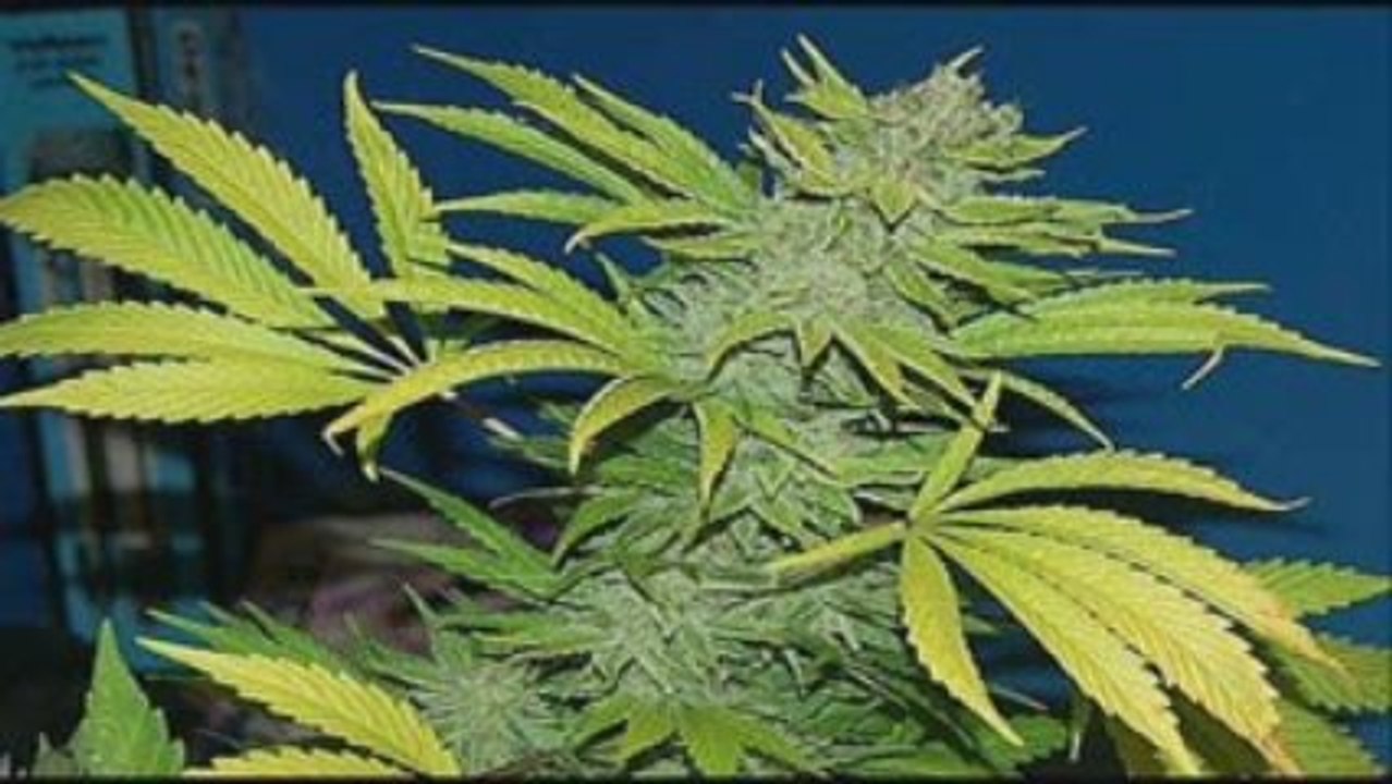 Best Buds Part 1 (By KillaKushTV)