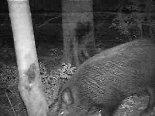sanglier en infrarouge 4
