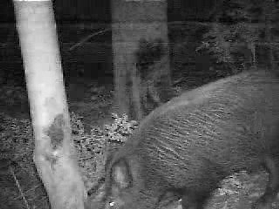 sanglier en infrarouge 4