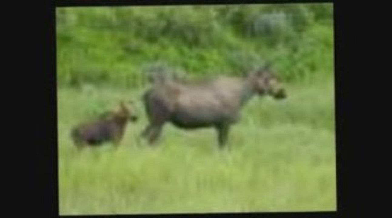 Cheap Alaska Cruise- www.alaskacruisescentral.com