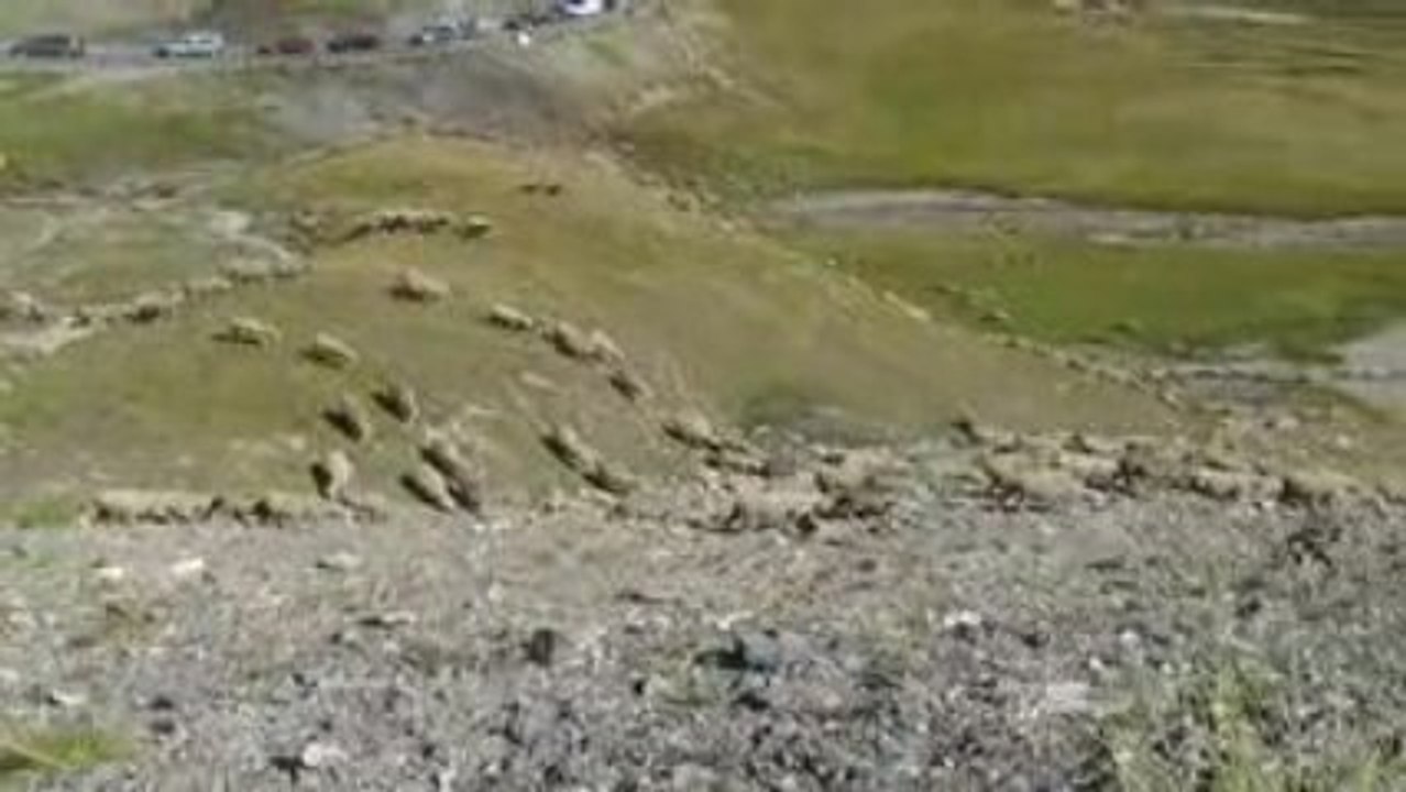 transumance col du galibier (2)