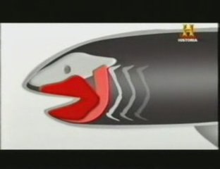 Evolucion de la mandibula: Dunkleosteus
