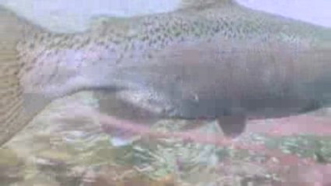 Spawning Rainbow Trout - clip Two