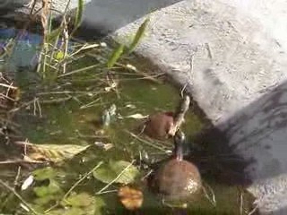 les tortues 1