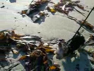 1ere sortie à la plage 06-11-2008