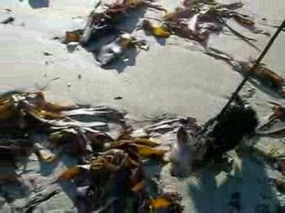 1ere sortie à la plage 06-11-2008