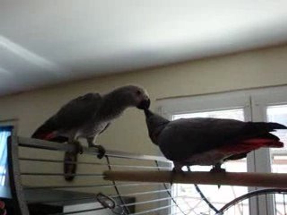 miko et liloo